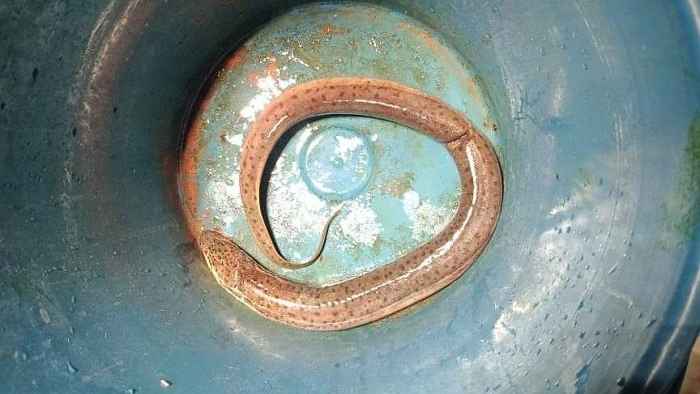 পায়ুপথ দিয়ে ঢুকল ২৫ ইঞ্চি কুঁচিয়া!