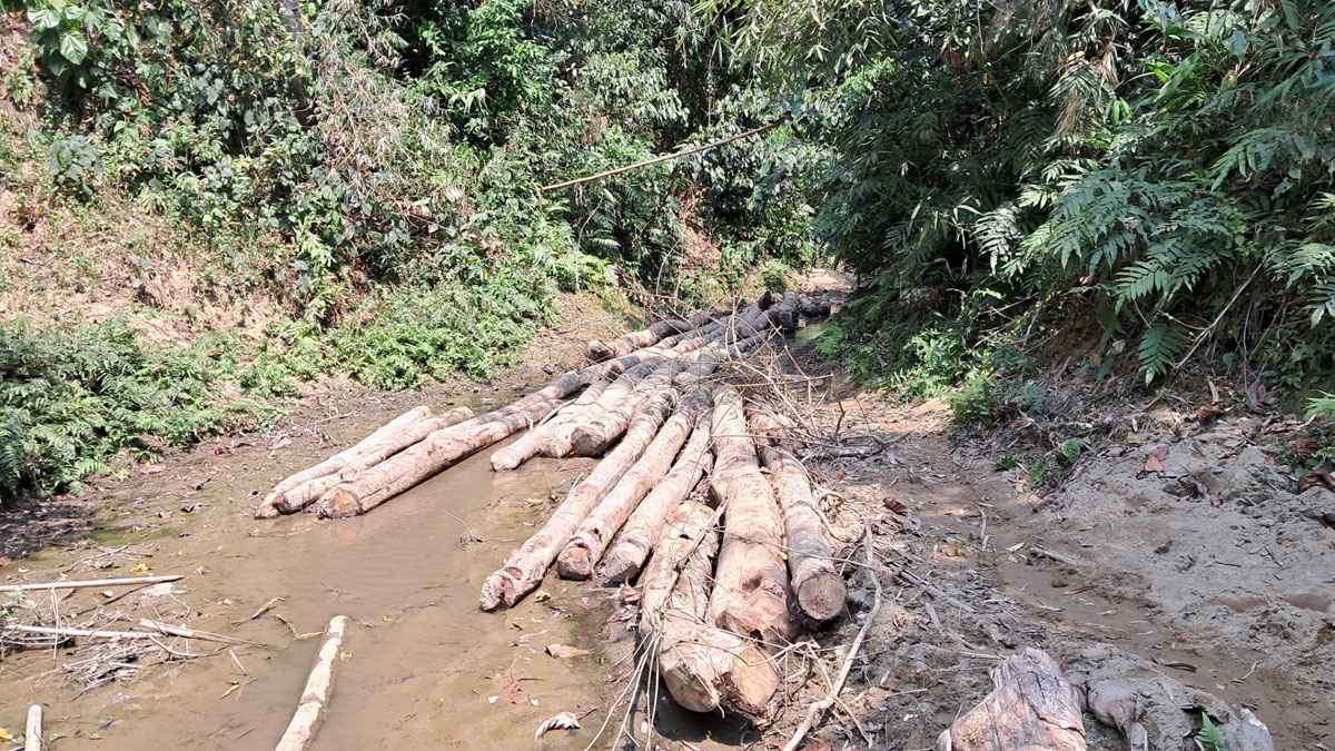 লামায় হাতি দিয়ে বনের গাছ পাচার, হুমকিতে পরিবেশ  