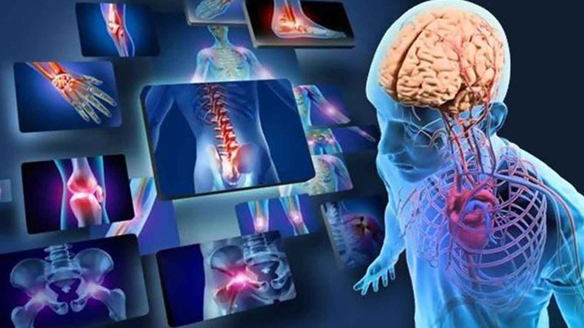 মানবদেহের সবচেয়ে বেশি কাজ করা অঙ্গ কোনটি?