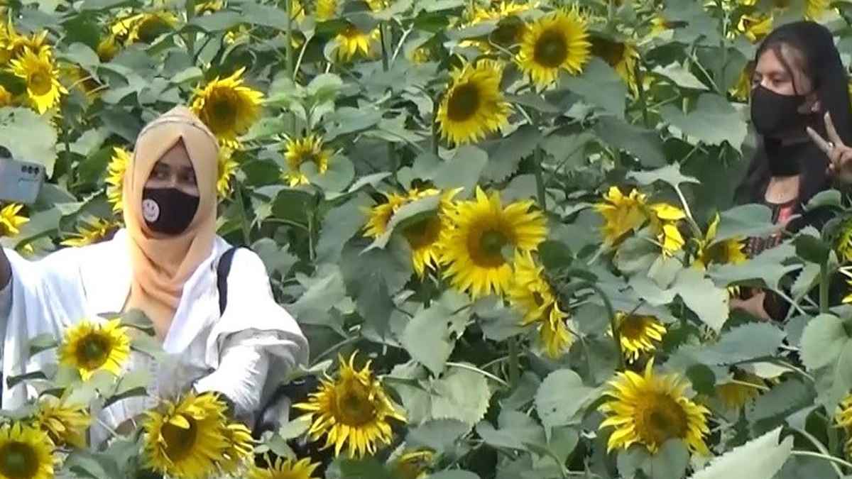 সূর্যমুখী ফুল খেতে সৌন্দর্যপ্রেমী মানুষের ভিড়