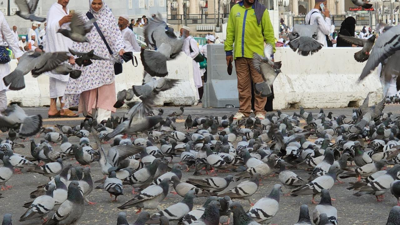 hajj-pegion hajj-pegion