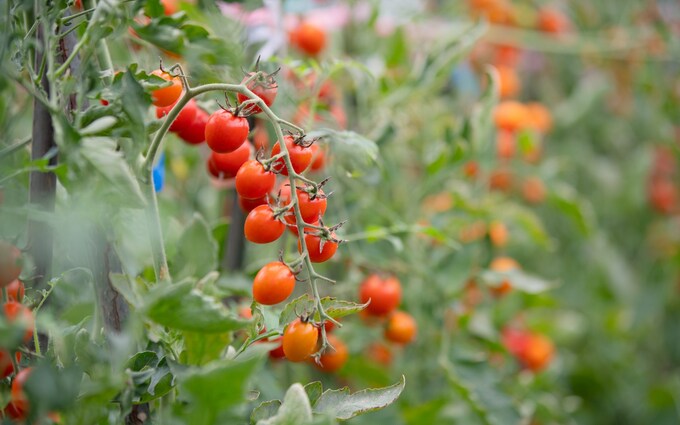 inner_tomatto inner_tomatto