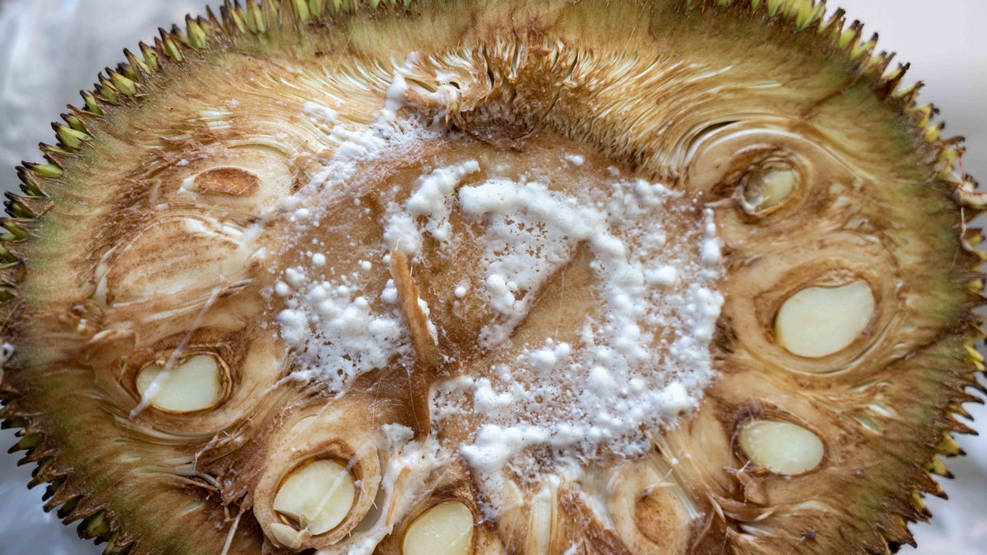 jackfruit2 jackfruit2