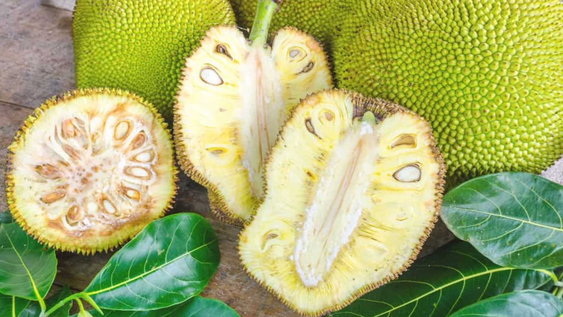 jackfruit3 jackfruit3