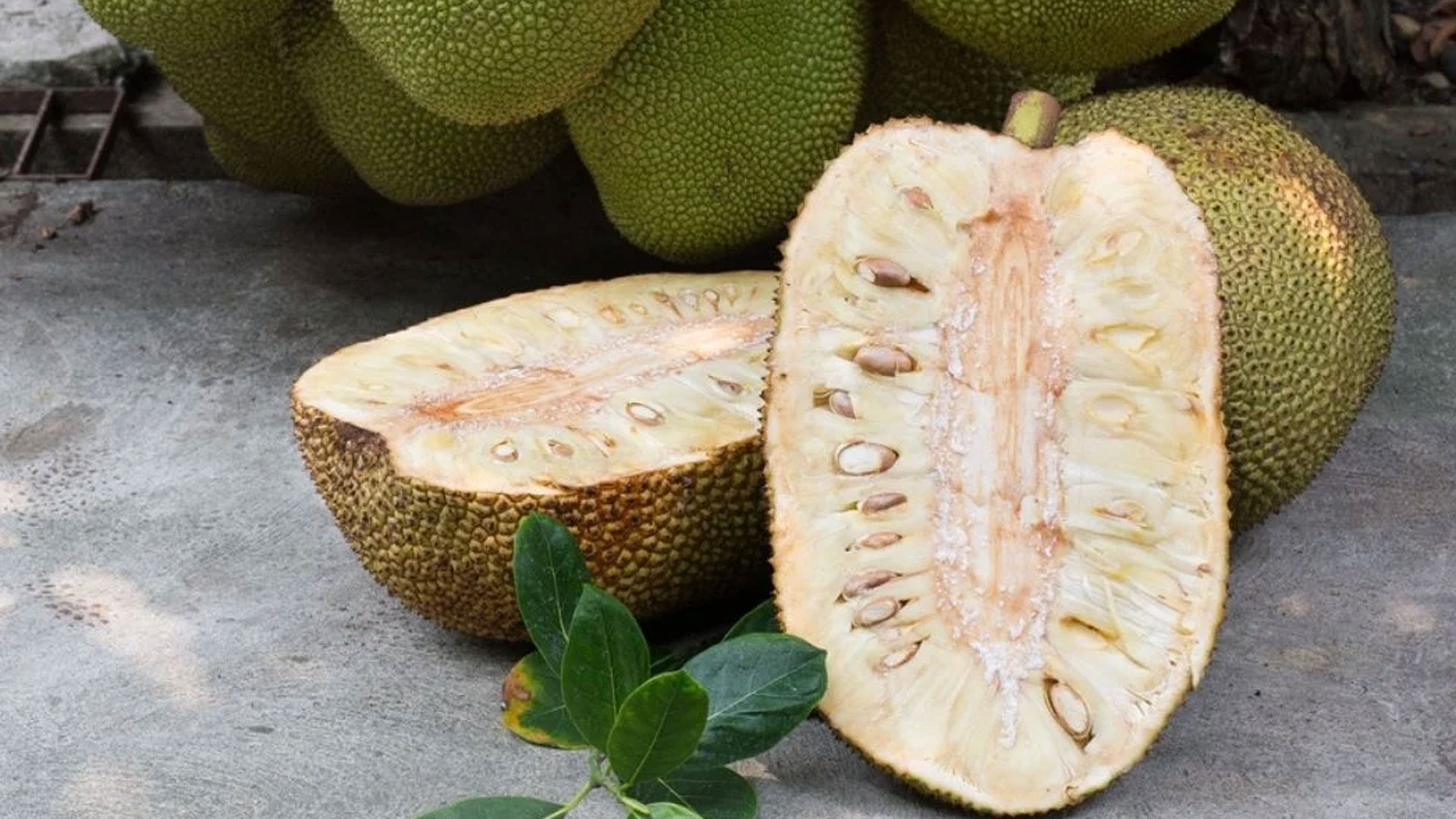 jackfruit4 jackfruit4