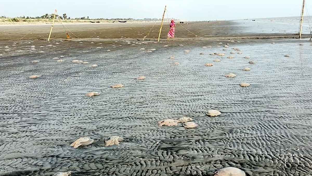 কুয়াকাটা সৈকতে ভেসে আসছে হাজার হাজার মৃত জেলিফিশ