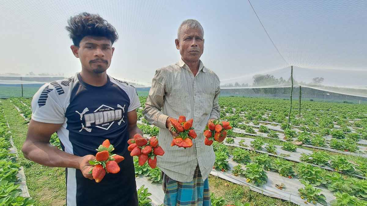 চাকুরি না পেয়ে স্ট্রবেরি চাষে ভাগ্য বদলের স্বপ্ন জাহিদের