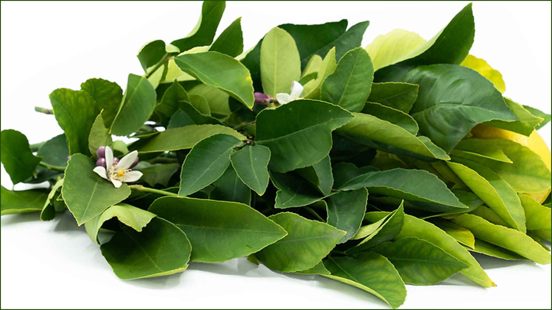 মন ভালো রাখতে পারে লেবু পাতা