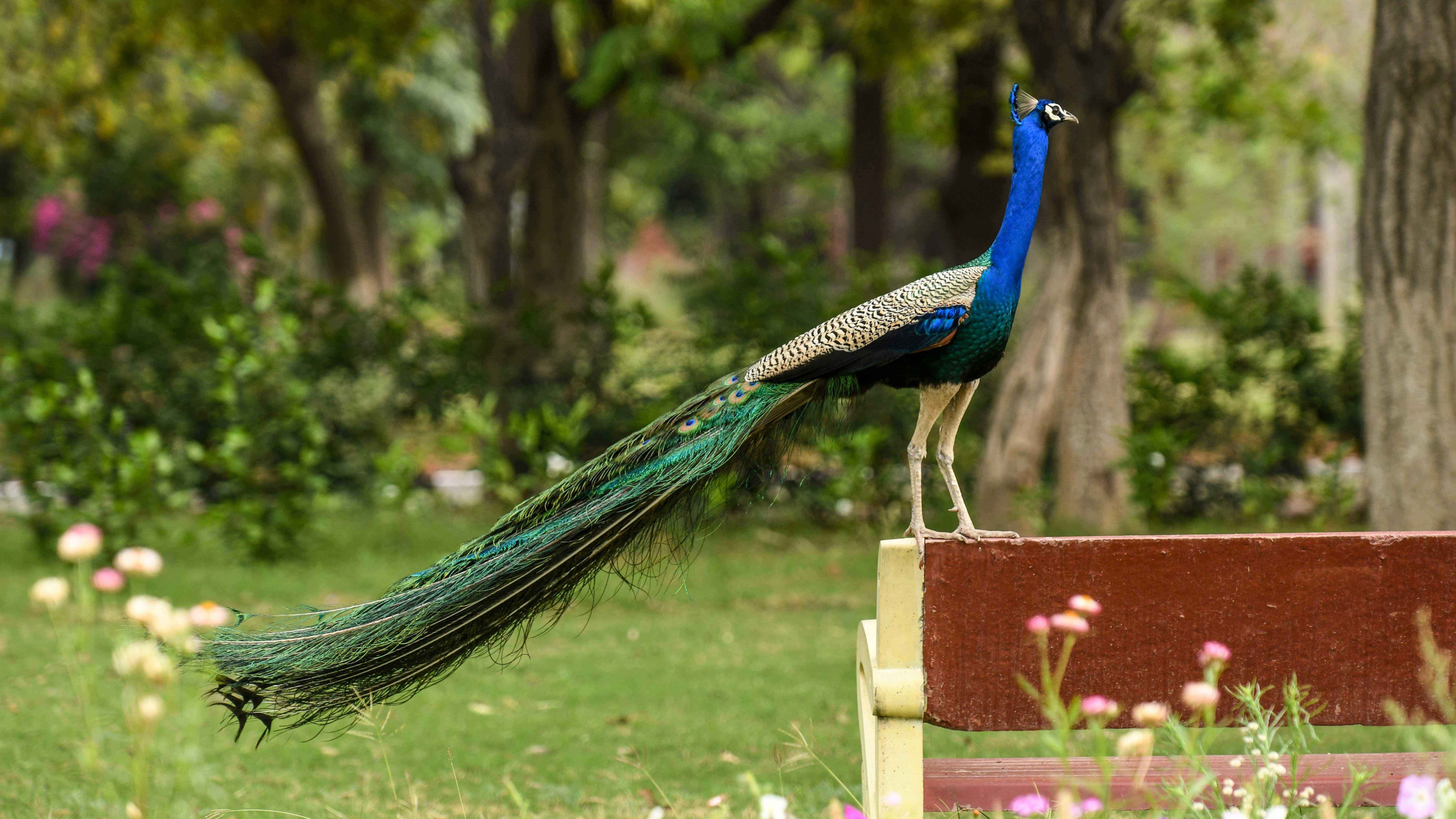 ময়ূর পালতে কী লাইসেন্স লাগে?
