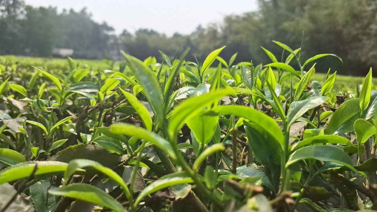 উত্তরাঞ্চলের সমতলের বাগানে বাগানে চা গাছে নতুন কুঁড়ি 