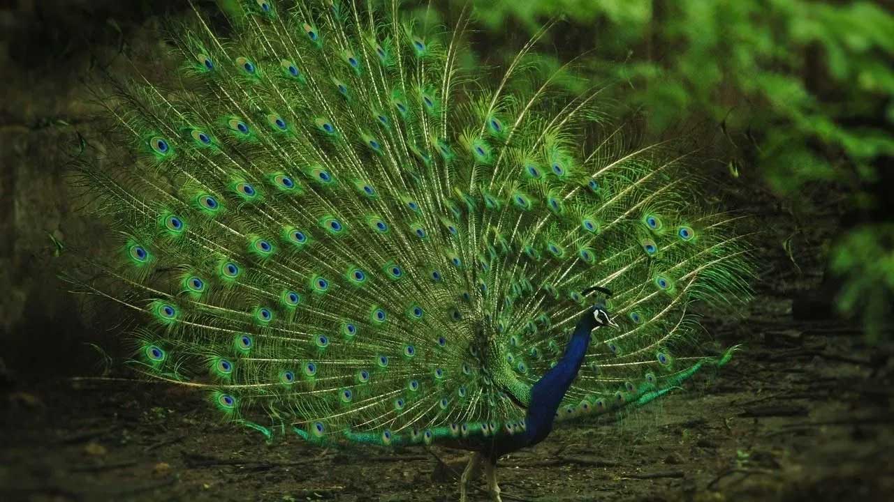 peacok-pic peacok-pic