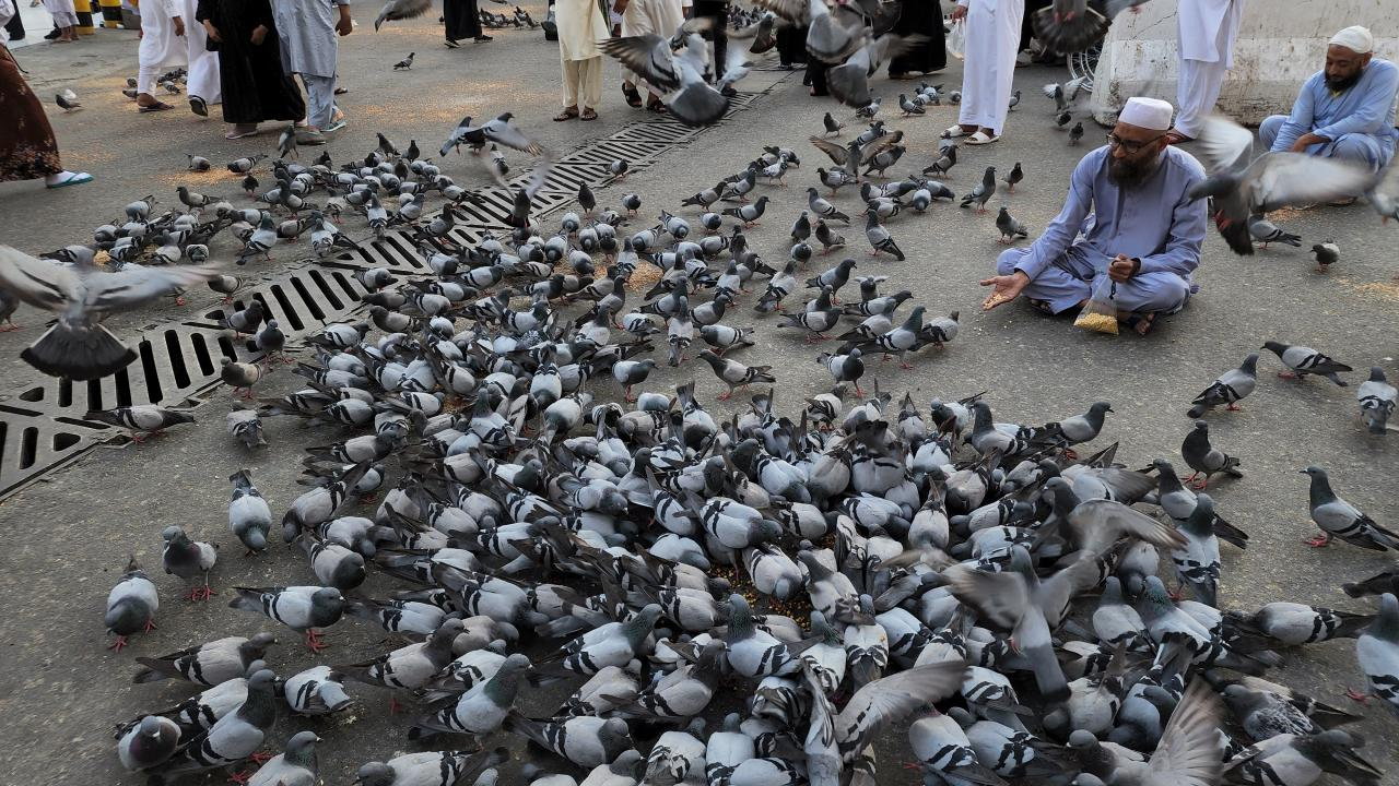 pegion-in-makkah pegion-in-makkah