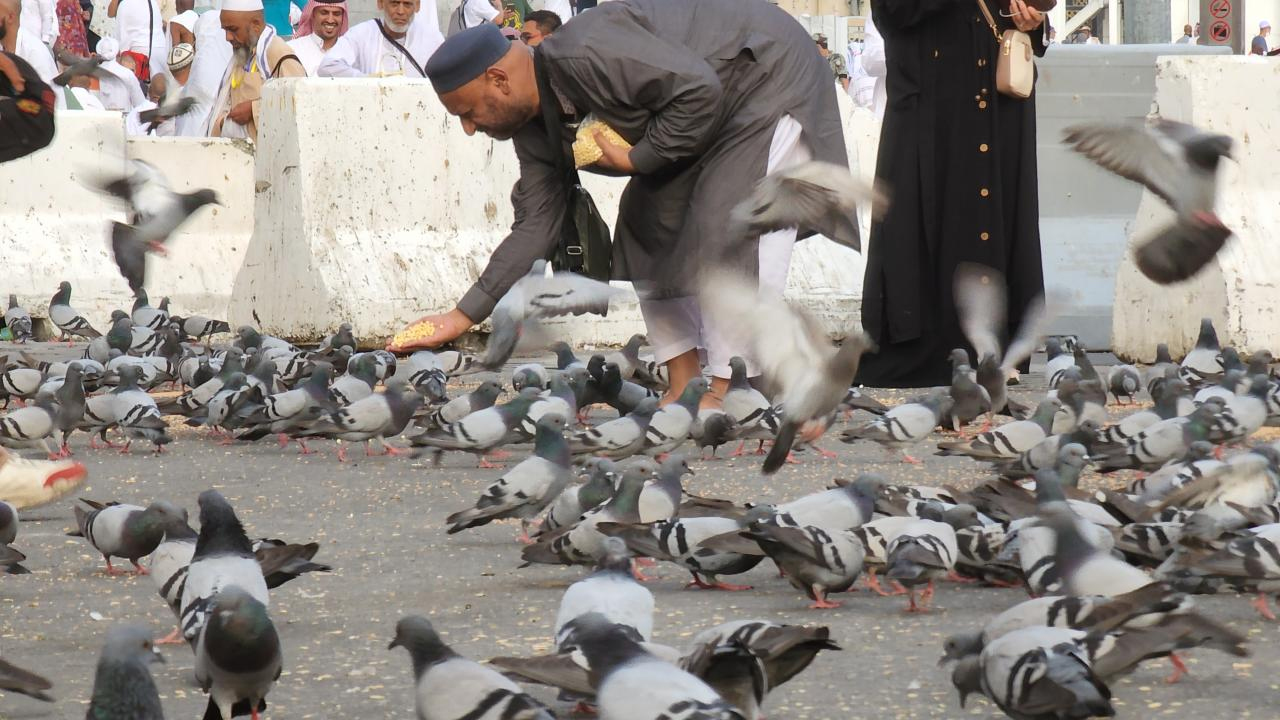 pilgrims-and-pegion pilgrims-and-pegion