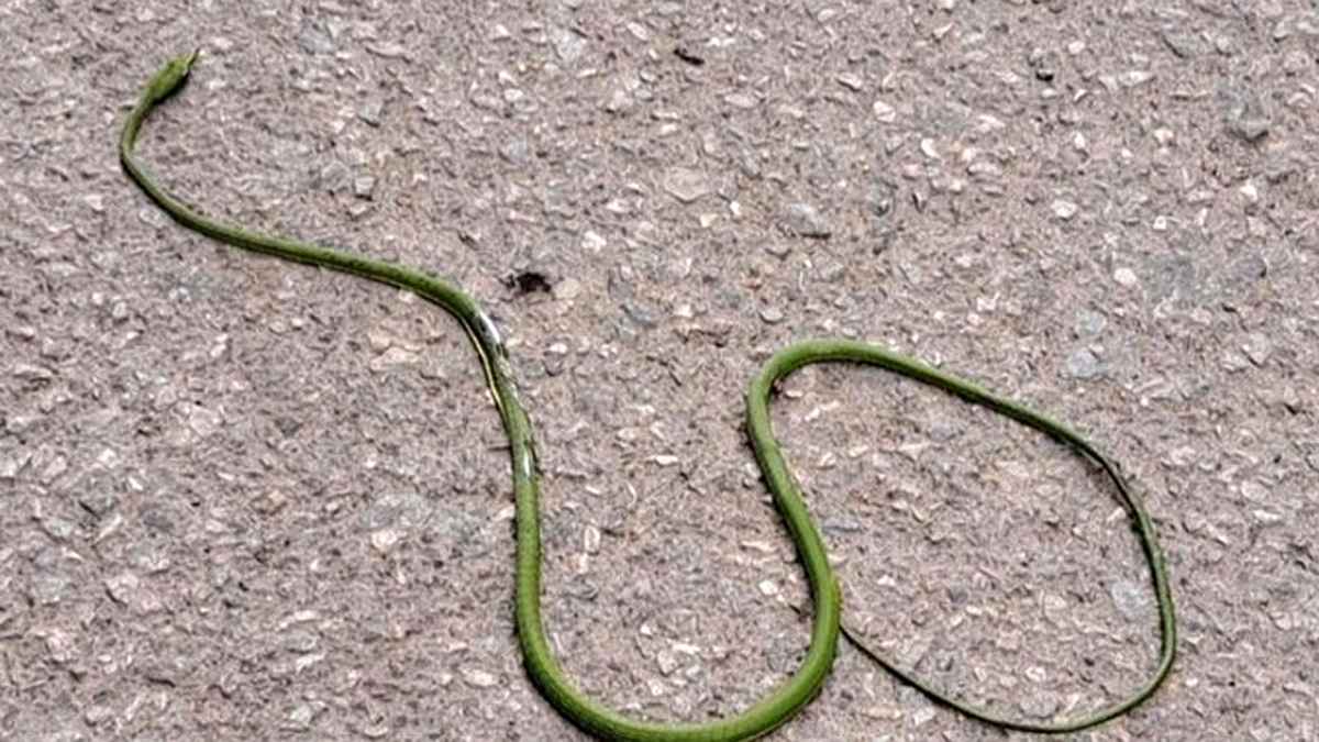 Vaginali transseksual erkak