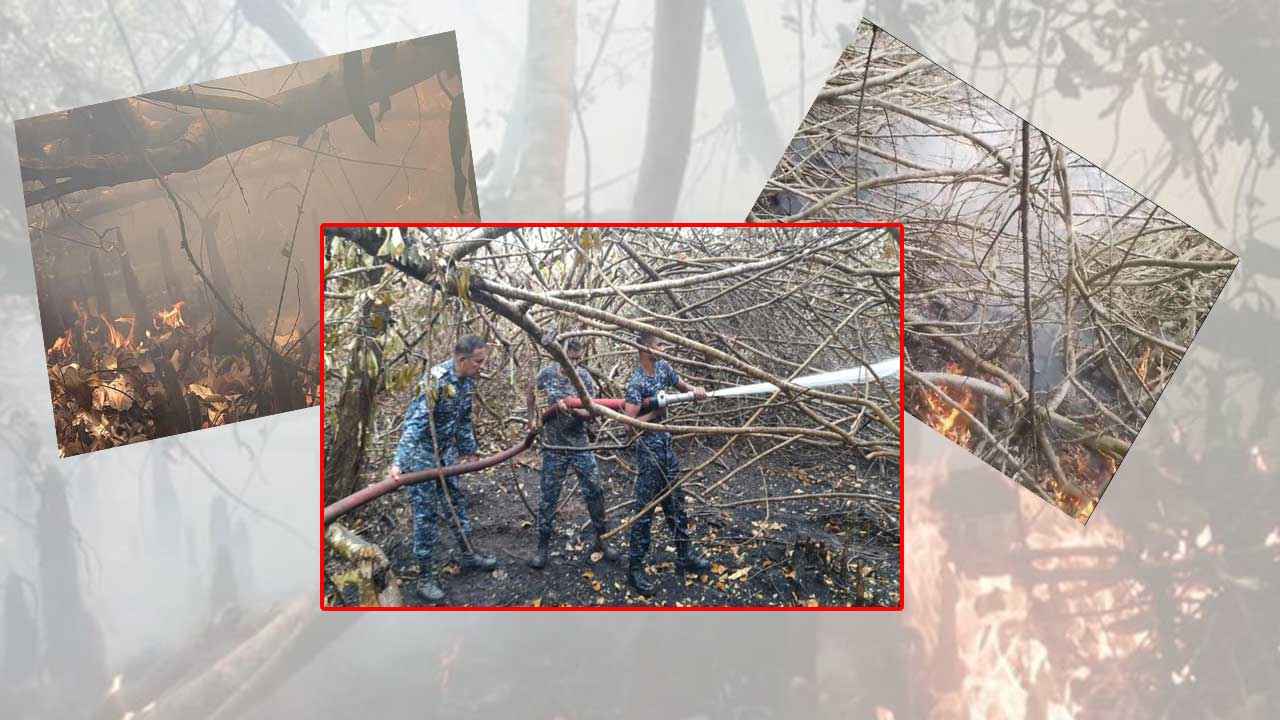 সুন্দরবনে কেন বারবার আগুন?