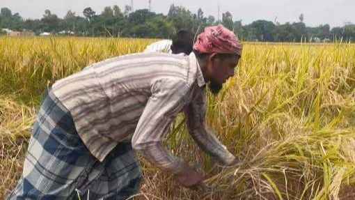 গাইবান্ধায় প্রজাপতি ধানে বাজিমাত