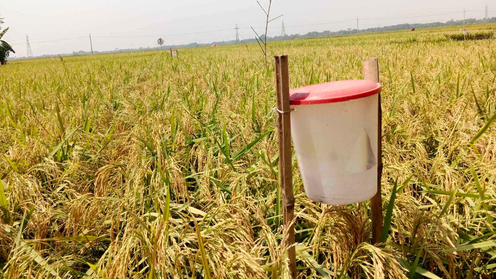 ঝিনাইদহে জনপ্রিয় হচ্ছে পরিবেশ বান্ধব ফসল উৎপাদন পদ্ধতি