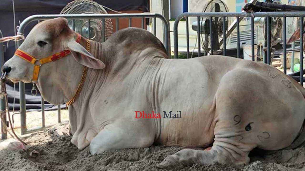 এক গরুর দাম কোটি টাকা!