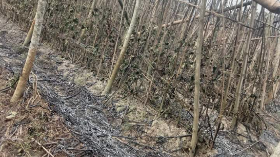 নাটোরে কৃষকের ৩০ বিঘা জমির পানবরজ পুড়ে ভস্মীভূত 