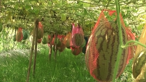 মাচায় ঝুলছে তরমুজ, লাভবান কৃষক