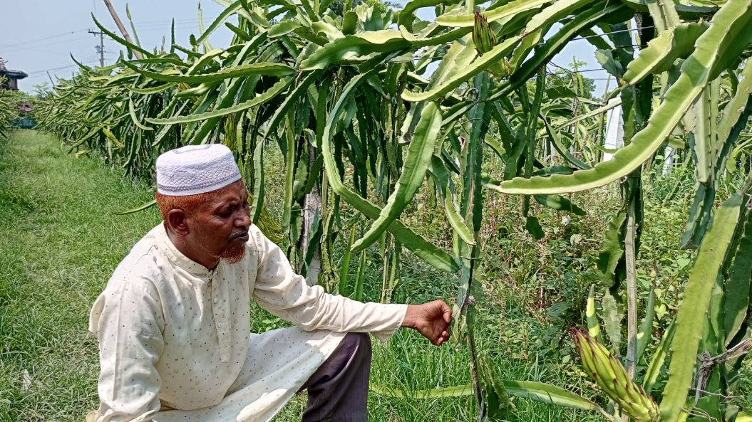 কোটচাঁদপুরে ড্রাগন ফলের গাছ কেটে দিয়েছে দুর্বৃত্তরা
