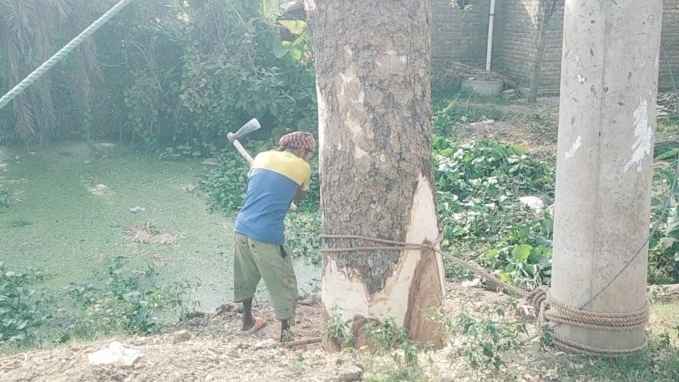 মরা গাছের অজুহাতে কাটা হচ্ছে শতাধিক জীবিত গাছ