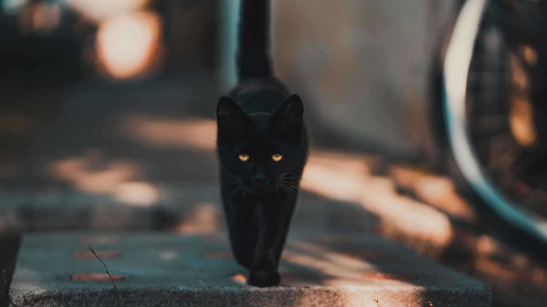 কালো বিড়াল কি সত্যিই অশুভ?