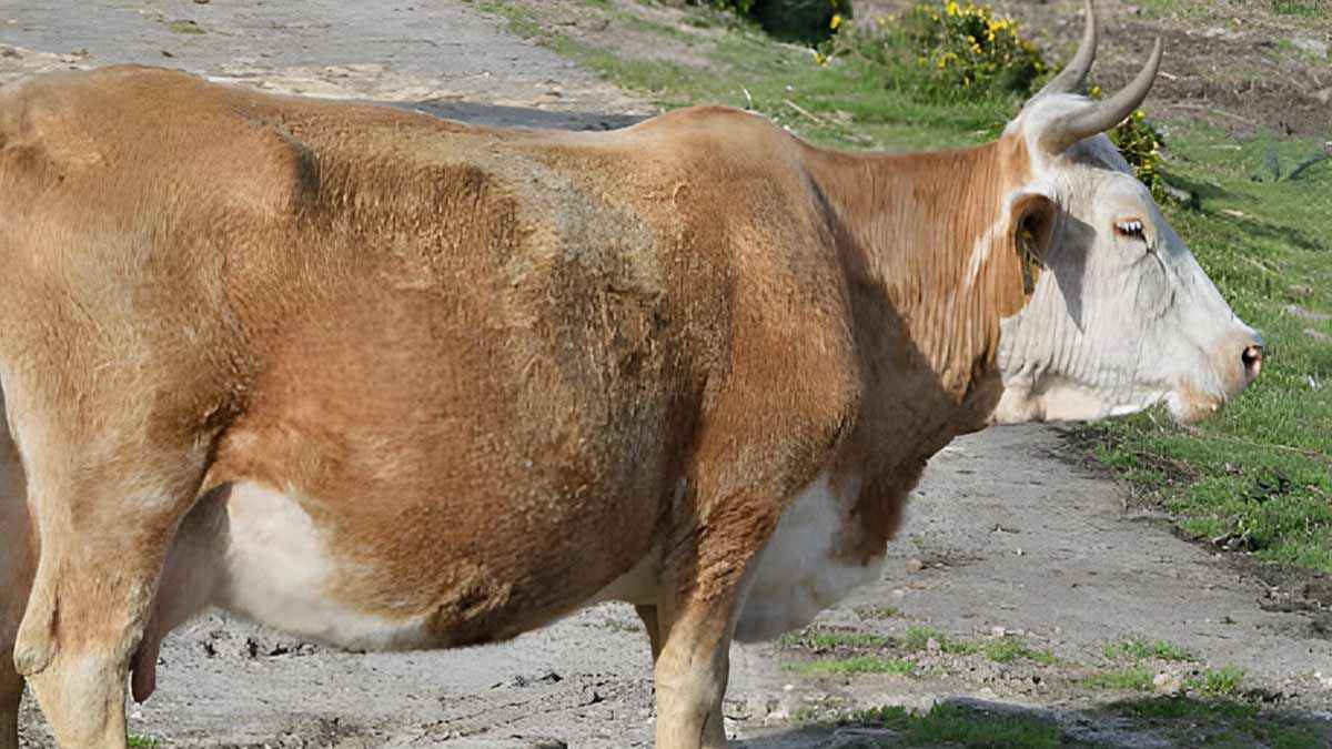 অন্তঃসত্ত্বা পশুর কোরবানির বিধান কী