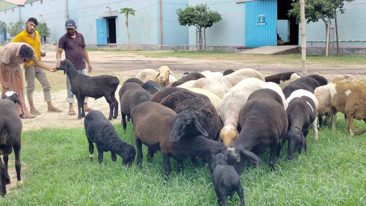 মরুর প্রাণী দুম্বার খামার এখন দিনাজপুরে
