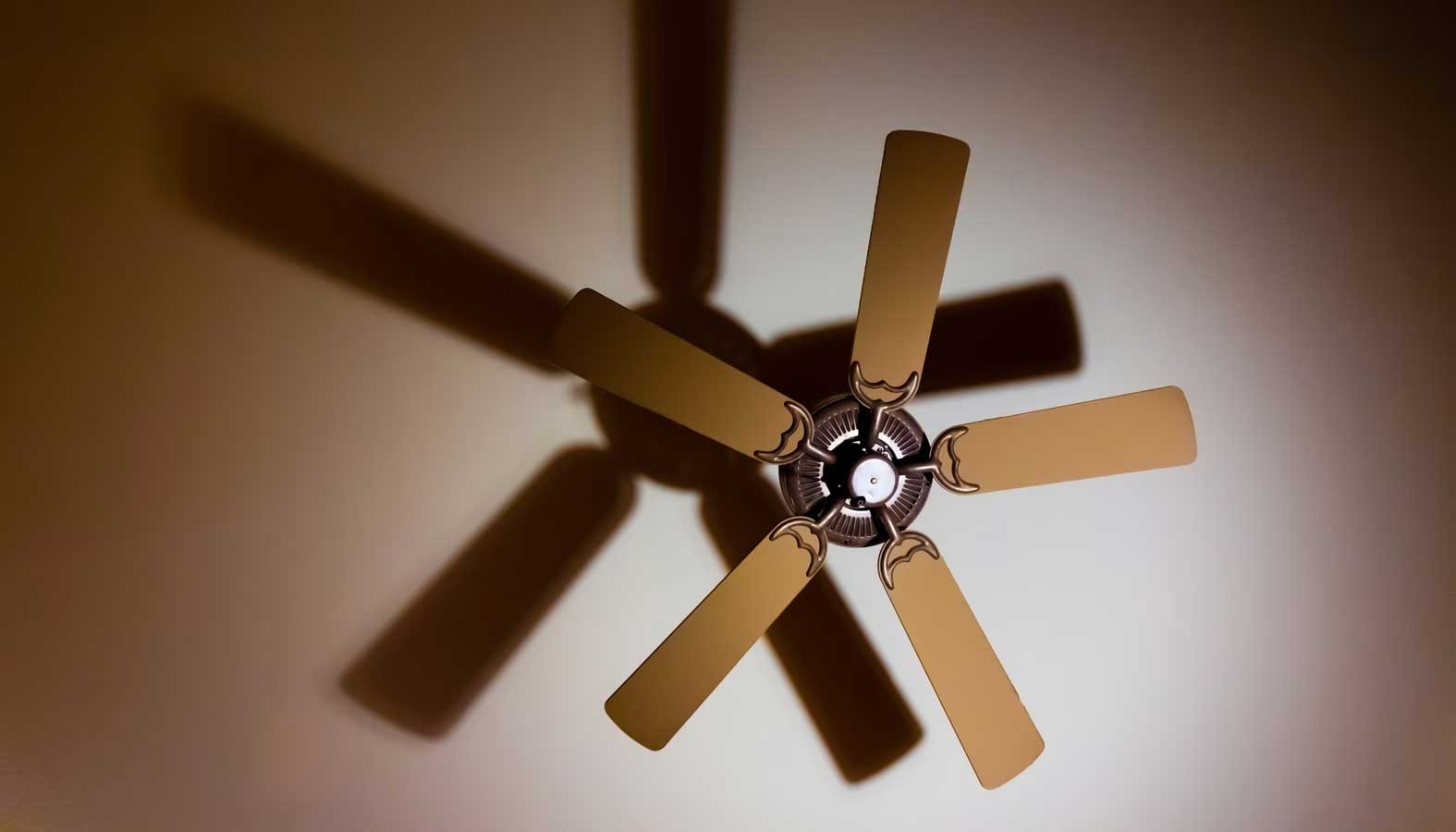 fan-main