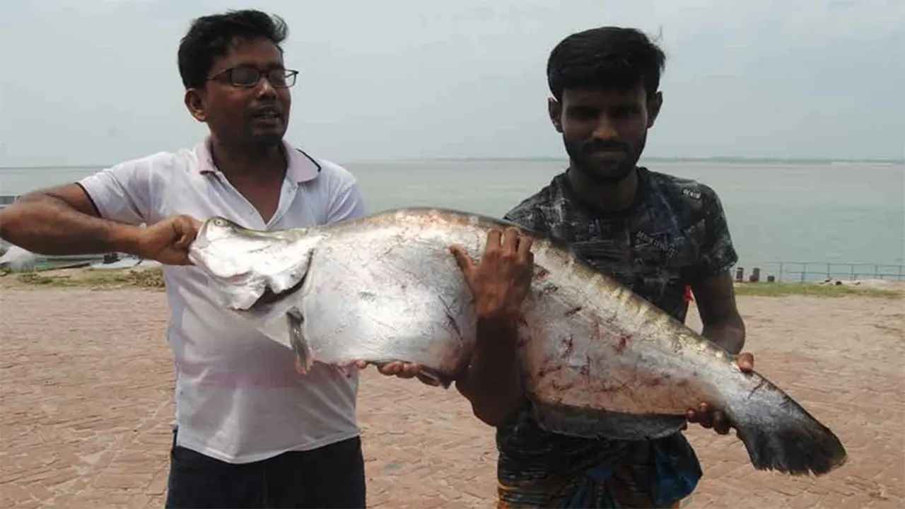 পদ্মায় ধরা পড়ল ১১ কেজির চিতল