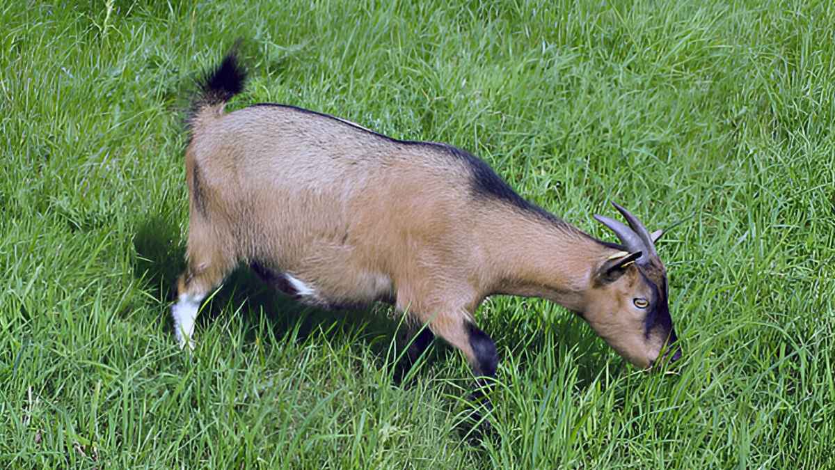 টাকা নাই কিন্তু জমি আছে, কোরবানি করতে হবে?