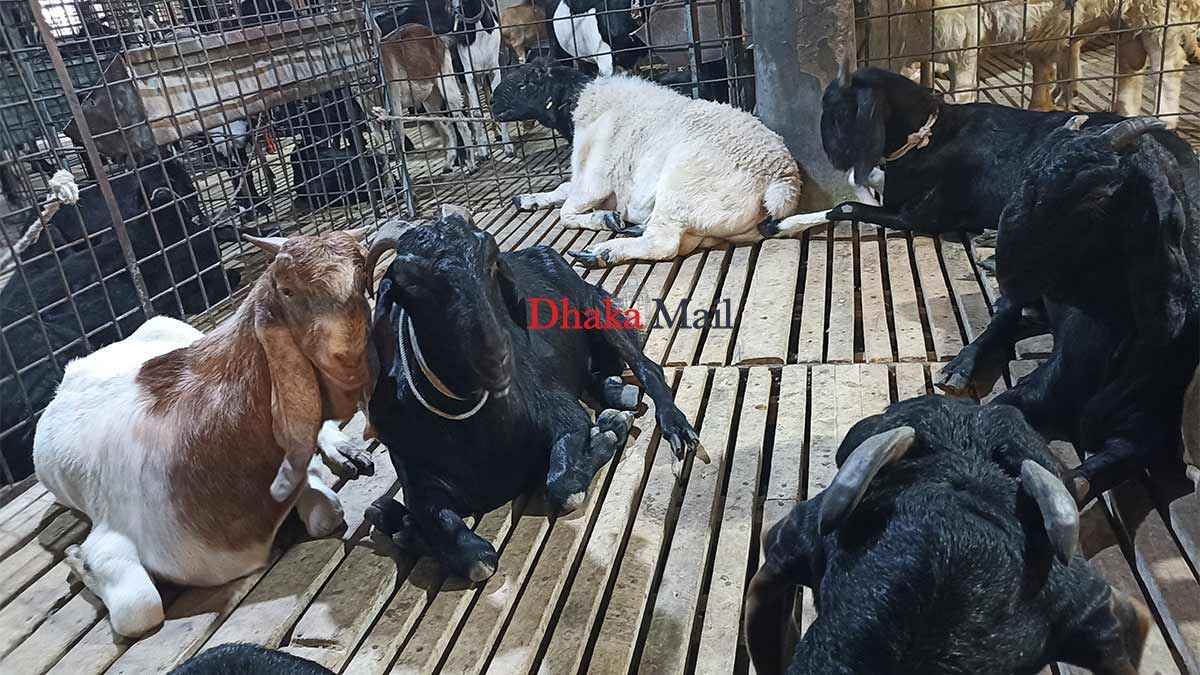 এক ছাগলের দাম ১৫ লাখ!