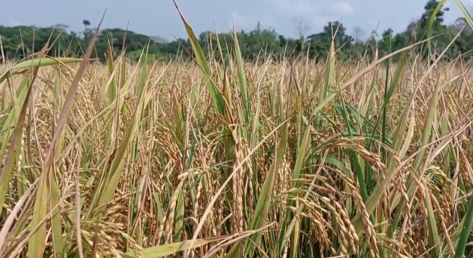 jhalokathi-2 jhalokathi-2