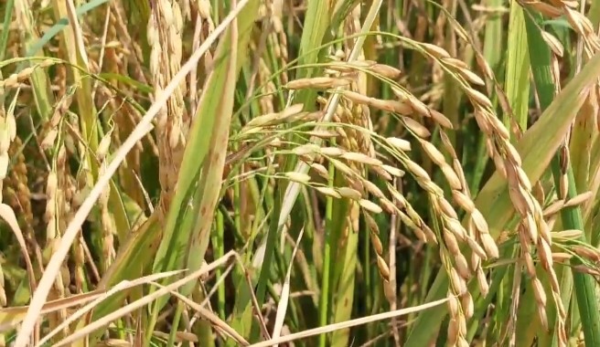 jhalokathi-3 jhalokathi-3