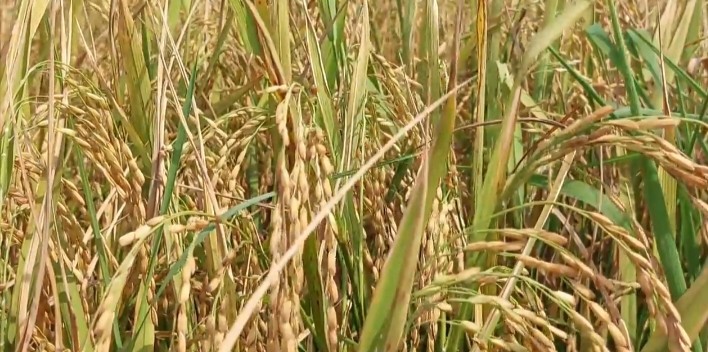 jhalokathi jhalokathi