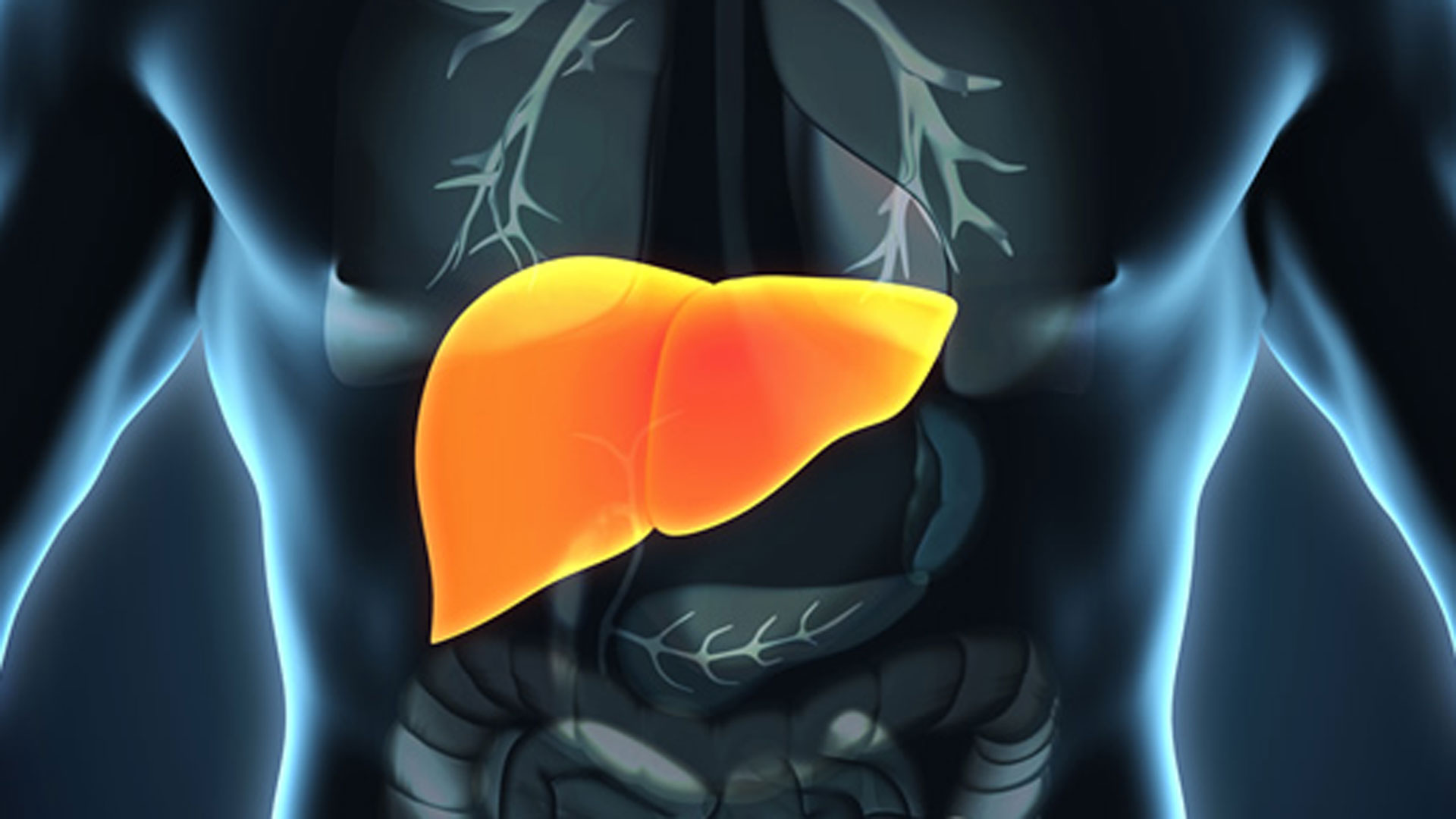 liver2