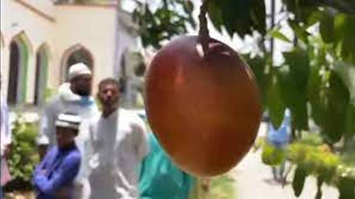 মসজিদের গাছের ফল ইমাম-মুয়াজ্জিন খেতে পারবে?
