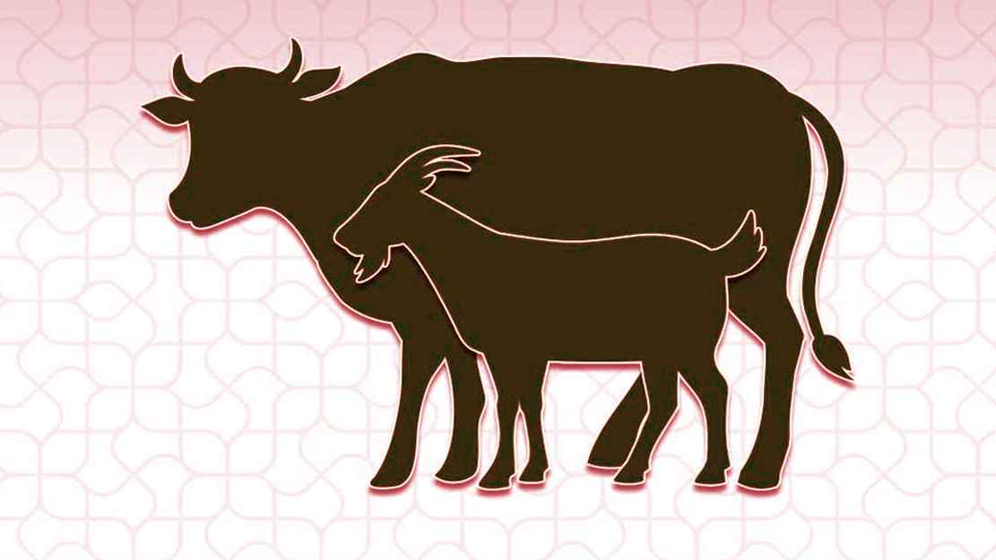 যে ভুলে কোরবানির গোশত খাওয়া হারাম হয়ে যায়