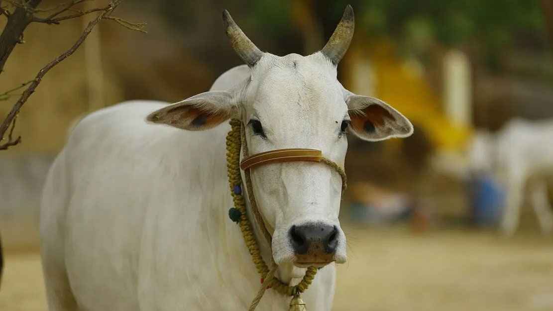 ২-৩ জন গরিব মিলে কোরবানির এক ভাগ নিতে পারবে?