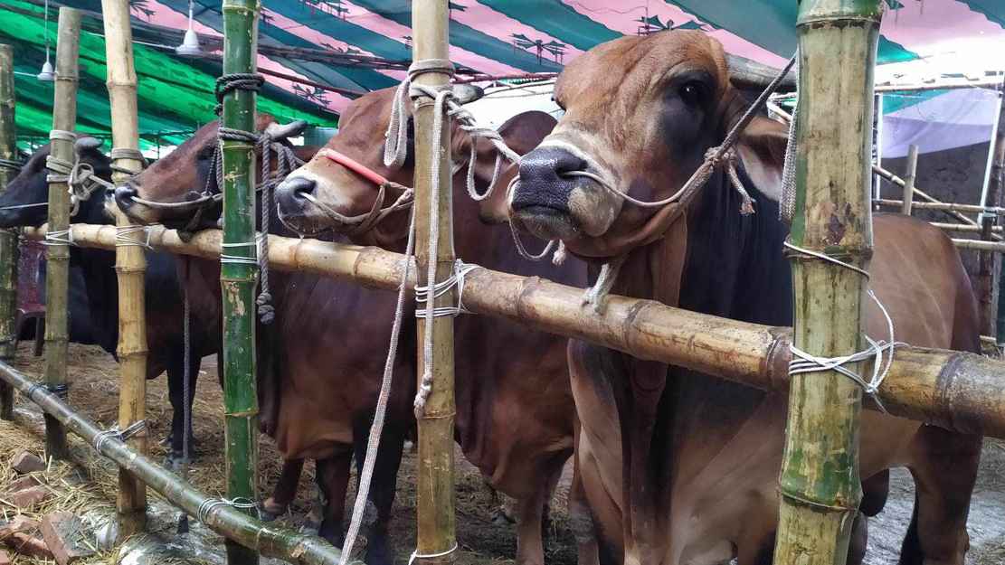 কোরবানির জন্য এক কোটি ২৯ লাখ ২৮ হাজার গবাদি পশু প্রস্তুত