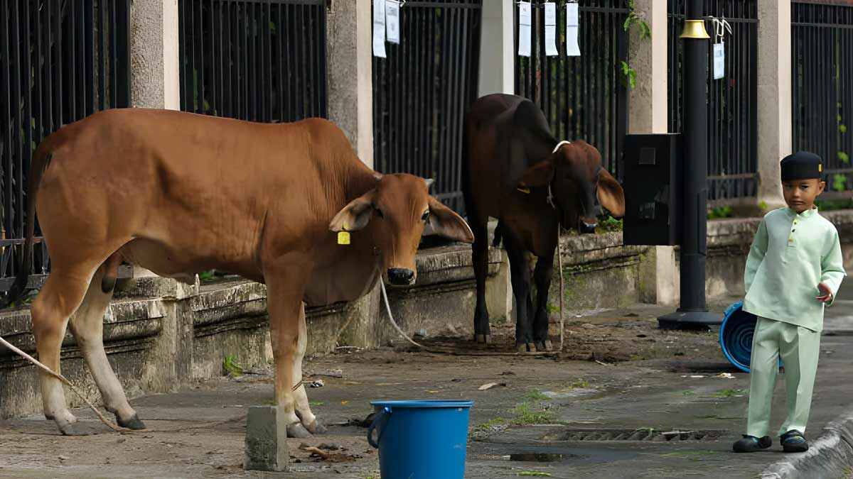 ৬ ভাগে কোরবানি করা যাবে?