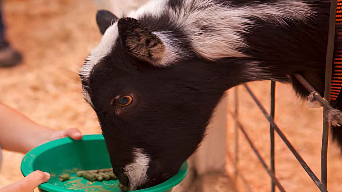 এ বছর কত টাকা থাকলে কোরবানি দিতে হবে?