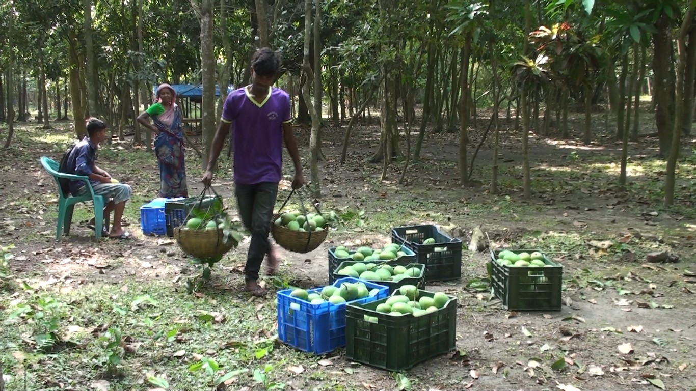 thumbnail_Satkhira_Mango_picture_(6)