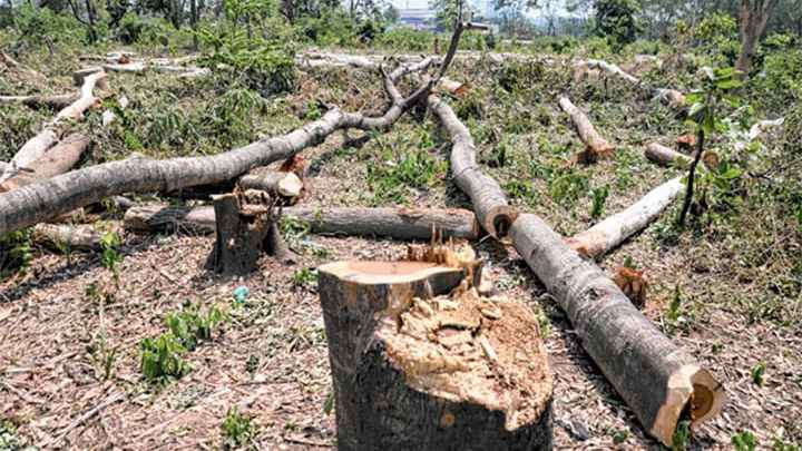 পরিবেশ রক্ষায় ঢাকাসহ সারা দেশের গাছ কাটা বন্ধে রিট