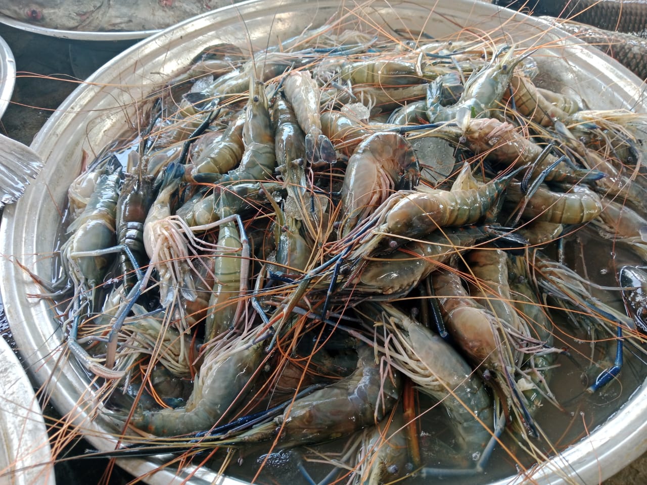 IMG-20241109-WA0015