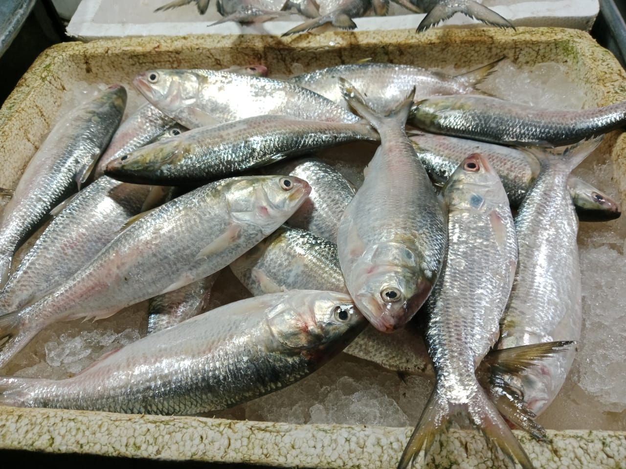 IMG-20241109-WA0018