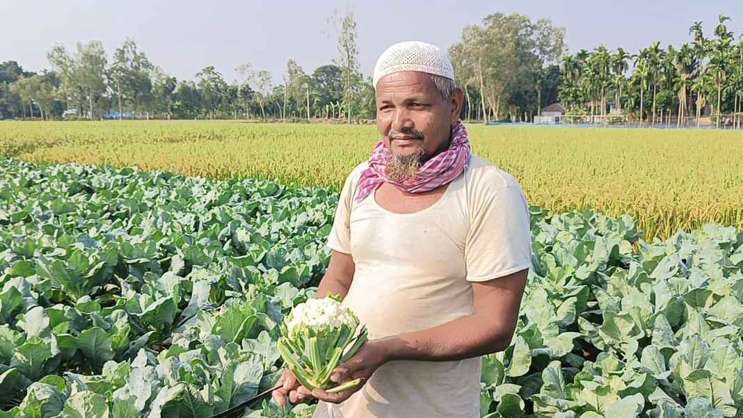 বন্যার ধকল কাটিয়ে আগাম ফুলকপি চাষ, ভালো দামে কৃষকের মুখে হাসি