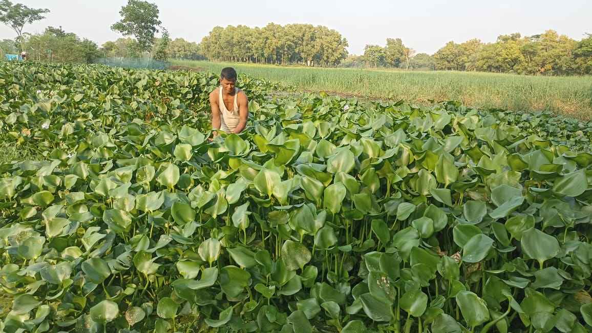 কুমিল্লায় গো-খাদ্য সংকটে কচুরিপানার কদর বেড়েছে