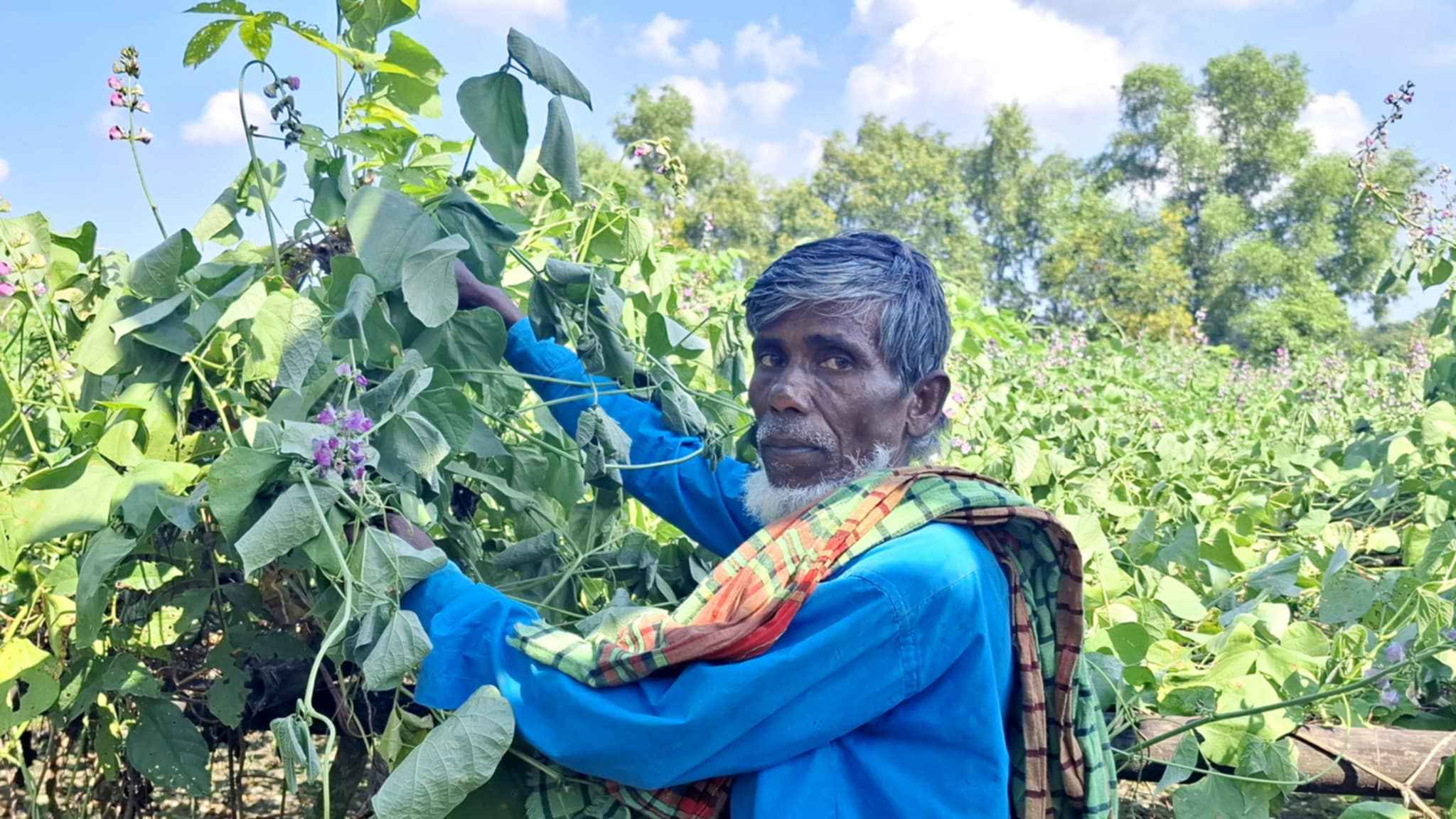 ৫০ শতক জমির শিম গাছ কেটে দিল দুর্বৃত্তরা